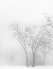 Tree in a winter Fog