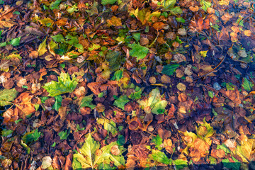 feuilles mortes recouvrant un bassin d'eau