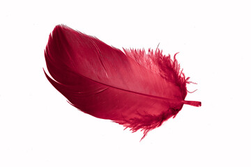 red goose feather on a white isolated background