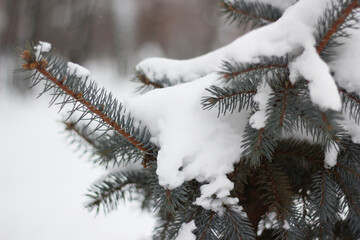 snow covered fir tree