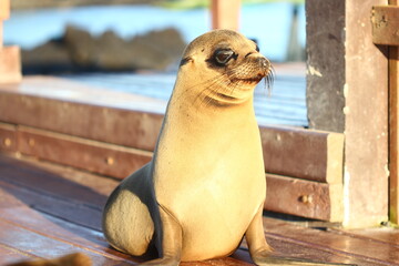 sea lion on the beach
