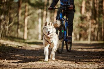 Running Siberian Husky sled dog in harness pulling bike on autumn forest dry land, Husky dog...
