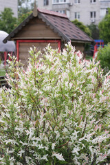 wooden house with flowers