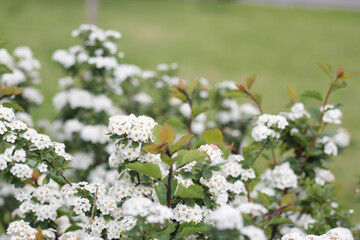 white flowers on a meadow