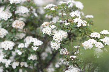 Obraz premium white flowers of a cherry