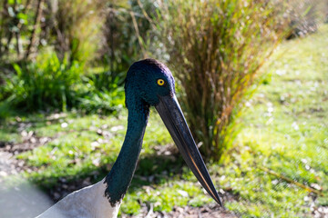 The remarkable head of a Black-necked stork (Ephippiorhynchus asiaticus)