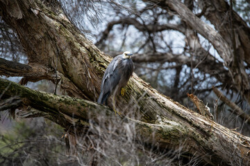 Beautiful Australian White-faced Heron, (Egretta novaehollandiae) in Paperbark tree woodland at the edge of Lake Joondalup, Edgewater, Yellagonga Regional Park, Western Australia