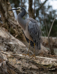 Beautiful Australian White-faced Heron, (Egretta novaehollandiae) in Paperbark tree woodland at the edge of Lake Joondalup, Edgewater, Yellagonga Regional Park, Western Australia