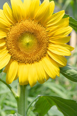 Yellow sunflower, beautiful in the sun