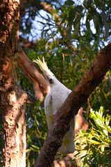 Cute cockatoo on the branches of a tree