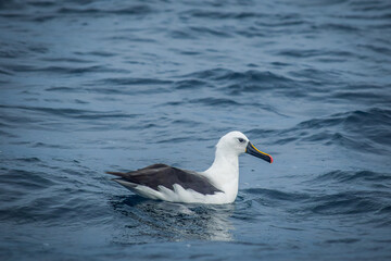 Fototapeta na wymiar An albatross floating on the seas of Tasmania