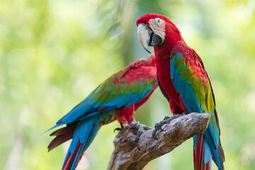 Naklejka na ściany i meble Group of colorful macaw on branches