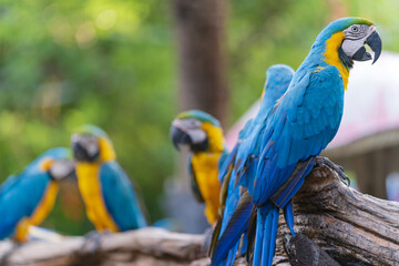 Group of colorful macaw on branches