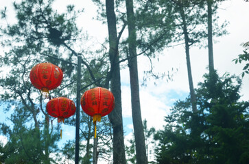 Obraz premium chinese, lantern, red, holiday, background, trees, landscape, green, pine, new year, celebration, hanging