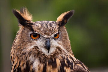Captive Great Horned Owl Face