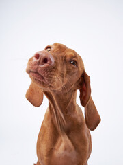 funny dog with funny muzzle. Hungarian vizsla on a white background