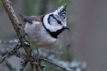 Crested tit