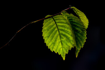 green leaf on black