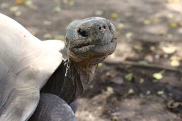turtle on the rock