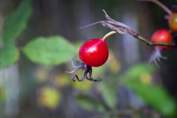 Bright red rosehip berries on the busnes. Selective focus. Blur background