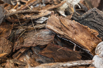 Close up of fresh tree bark from the tree, nature concept