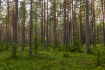 Fototapeta na wymiar Tree forest landscape. Forest therapy and stress relief