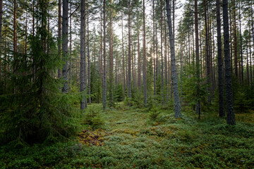 Tree forest landscape. Forest therapy and stress relief
