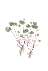 Vintage style illustration of plants