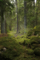 Fototapeta premium Tree forest landscape. Forest therapy and stress relief