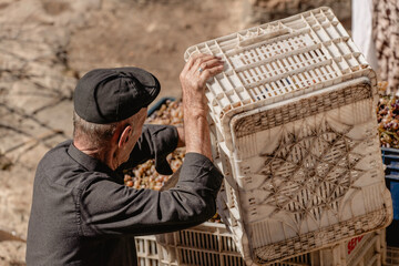 Grape crates are being emptied