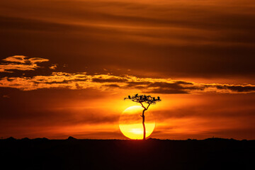Silhouette of vultures roosting on an acacia tree at sunset in the Masai Mara, Kenya