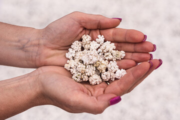 Spiaggia di coralli che sembrano popcorn © pappaga1