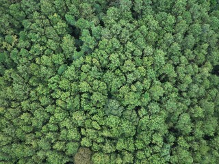 Aerial top view forest tree, Rainforest ecosystem and healthy environment concept and background, Texture of green tree forest view from above.	