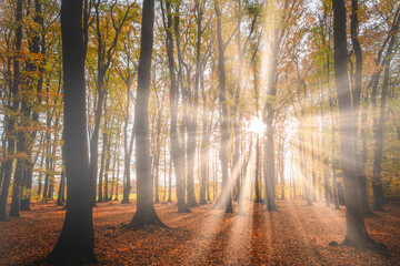 Herbstwald mit Sonnenstrahlen