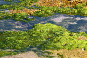 Obraz na płótnie Canvas Green algae on the rocks on the Mediterranean coast.