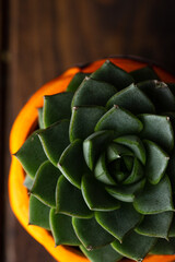 Succulent in an orange pot on top. Echeveria in a pot