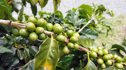 Coffee plant in Colombia, Salento area rich in coffee plantations - Hand collects the ripe red beans and leaves the green ones on the plant during the ripening phase