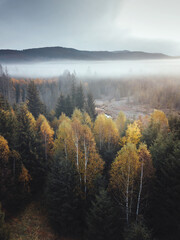 Aerial view of mountain forest in low clouds at sunrise in autumn. Hills with green and orange trees in fog in fall.