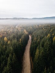 Aerial view from above of  through the green autumn fir forest. Drone photography.