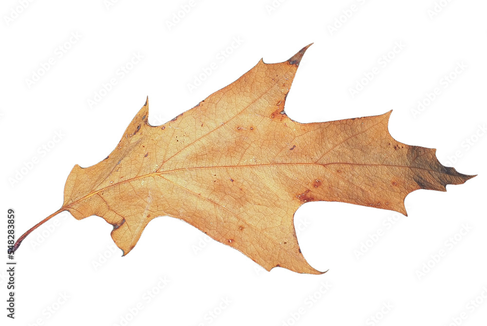 Poster autumn leaf transparent png