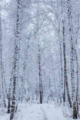 Fototapeta premium Winter forest, snow-covered pines and birches.