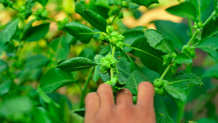 Man holding Ashwagandha green plants in garden. Withania somnifera growing leaves. Indian ginseng, poison gooseberry, or winter cherry. Most powerful Medicinal herbs for healthcare.