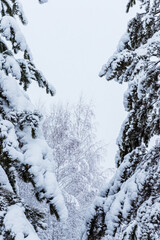 Winter forest, snow-covered pines and birches.