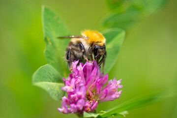 Bee on a flower