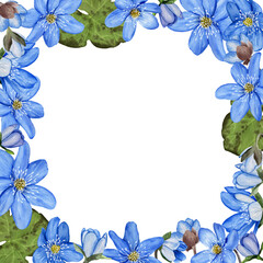 Floral frame with blue spring flower hepatica. Hand draw watercolor illustration isolated on white background.