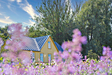 Drowning in flowers summer residence house countryside and blooming purple wildflowers in meadow, low angle view