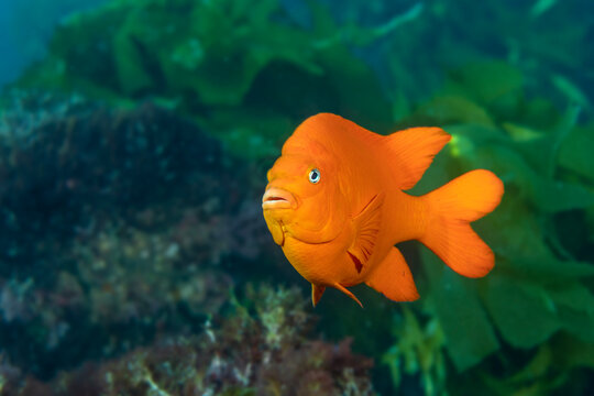 A bright orange Garibaldi fish swimming through its kelp bed habitat during a sunny dive. Shot with very shallow depth of field, focusing on the eye.