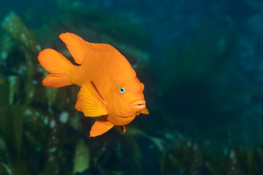 Garibaldi fish at Catalina Island swims amongst a kelp forest