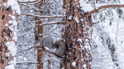 A squirrel in a winter forest sits on a branch and eats a nut