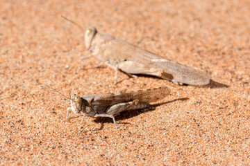 Desert grasshoppers in the desert of the United Arab Emirates, Middle East, wildlife observation
